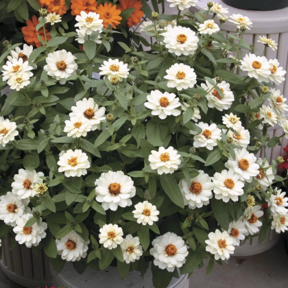 Cínia pôvabná plnokvetá biela Profusion Double White - Zinnia elegans - predaj semien - 15 ks