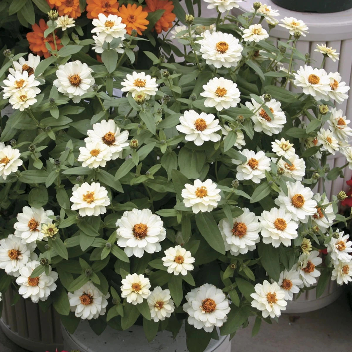 Cínia pôvabná plnokvetá biela Profusion Double White - Zinnia elegans - predaj semien - 15 ks