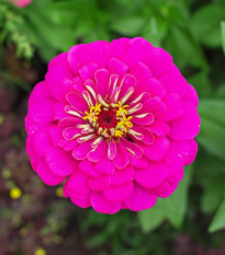 Cínia pôvabná Illumination - Zinnia elegans - predaj semien - 50 ks