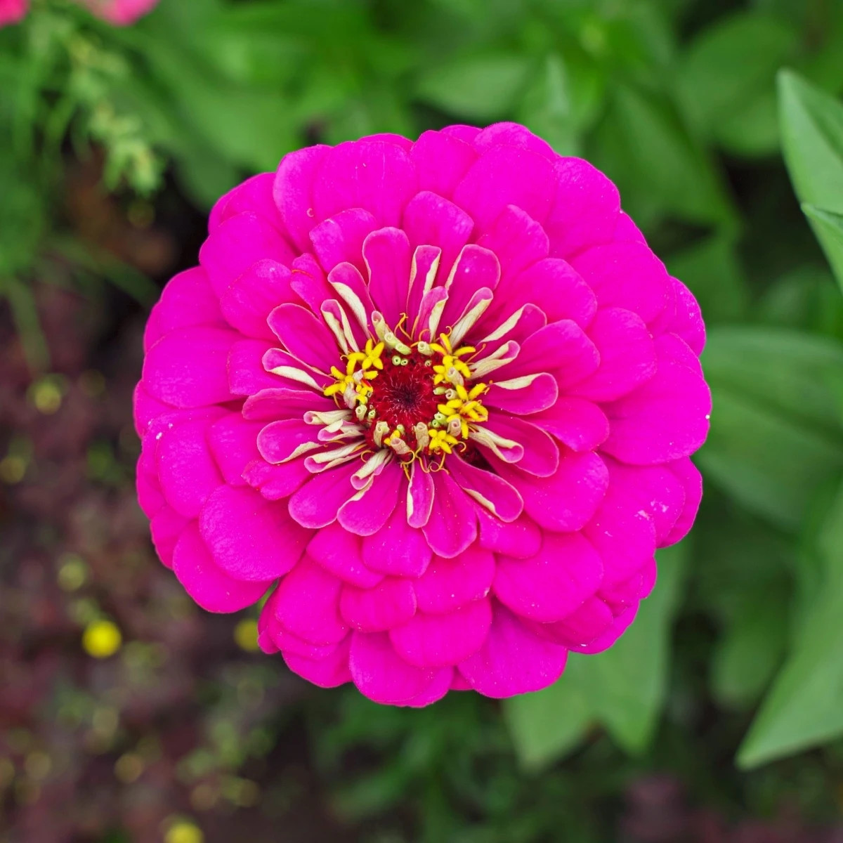 Cínia pôvabná Illumination - Zinnia elegans - predaj semien - 50 ks