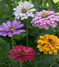 Cínia pôvabná Field Growth Mixture – Zinnia – predaj semien cínie