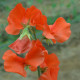 Hrachor Spring Sunshine Orange - Lathyrus odoratus - predaj semien - 12 ks