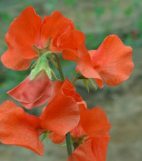 Hrachor Spring Sunshine Orange - Lathyrus odoratus - predaj semien - 12 ks
