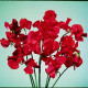 Hrachor Elegance Scarlet - Lathyrus odoratus - predaj semien - 20 ks