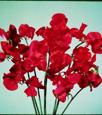Hrachor Elegance Scarlet - Lathyrus odoratus - predaj semien - 20 ks