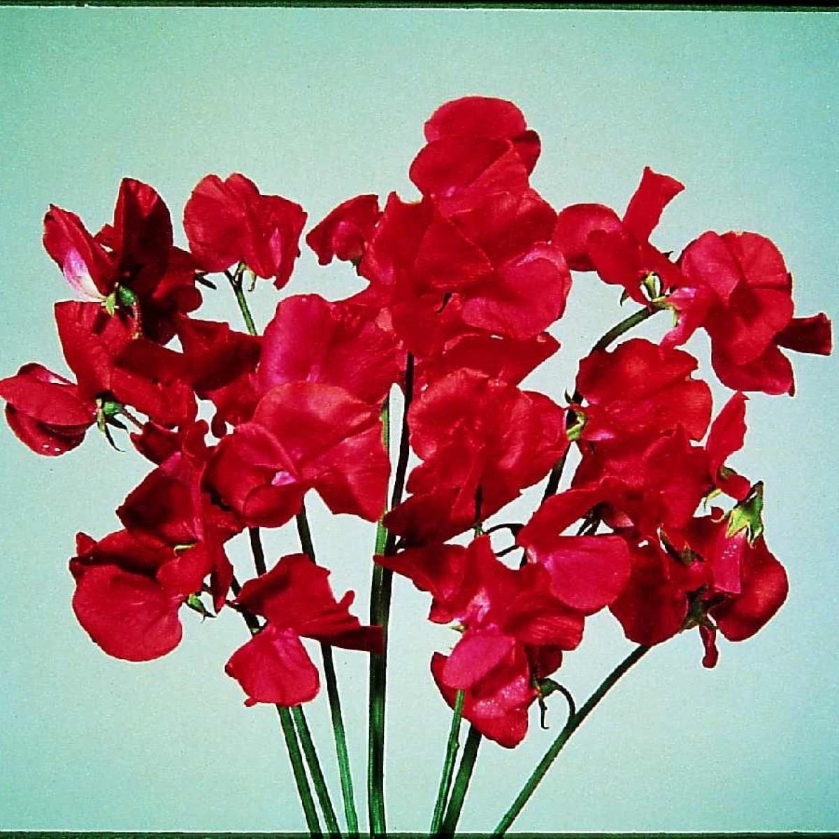 Hrachor Elegance Scarlet - Lathyrus odoratus - predaj semien - 20 ks