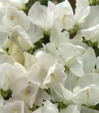 Hrachor Spencer Royal Wedding - Lathyrus odoratus - predaj semien - 20 ks