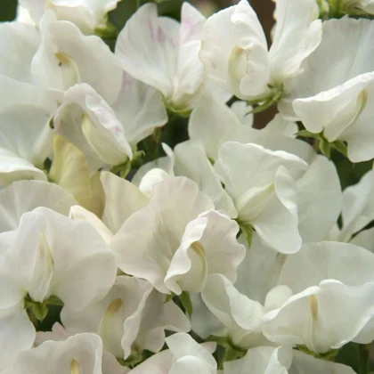 Hrachor Spencer Royal Wedding - Lathyrus odoratus - predaj semien - 20 ks