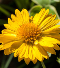 Kokarda veľkokvetá Mesa Yellow - Gaillardia grandiflora - predaj semien - 10 ks