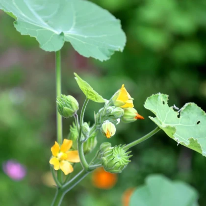 Podslnečník Theofrastov - Abutilon theophrasti - predaj semien - 40 ks