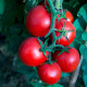 Paradajka Tornado F1 - Solanum lycopersicum - Semená rajčiaka - 20 ks