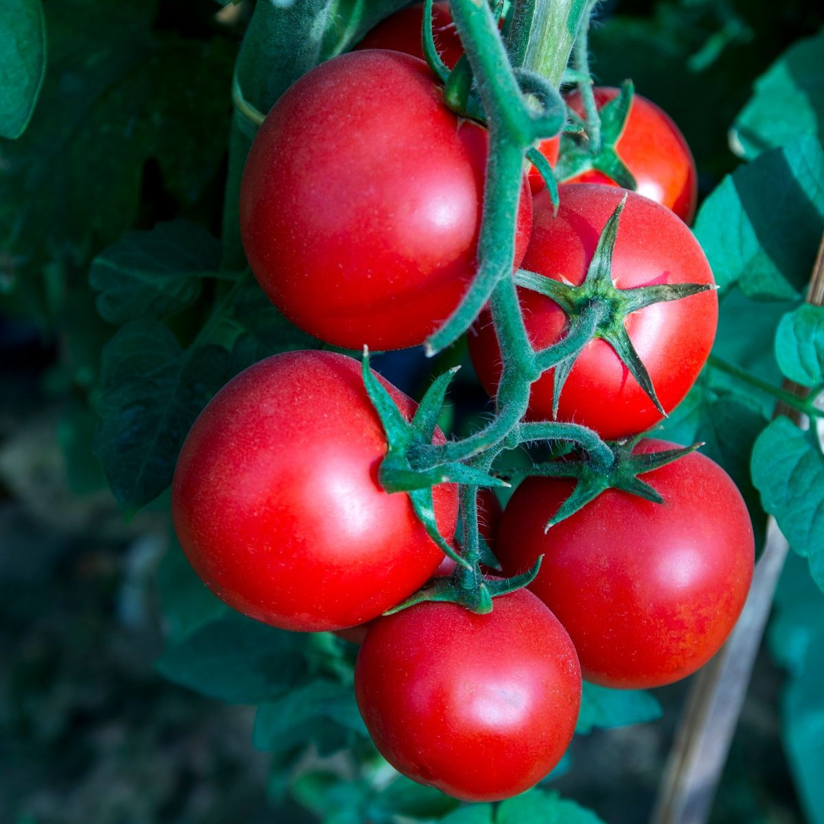 Paradajka Tornado F1 - Solanum lycopersicum - Semená rajčiaka - 20 ks