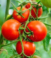 Paradajka Tornado F1 - Solanum lycopersicum - Semená rajčiaka - 20 ks