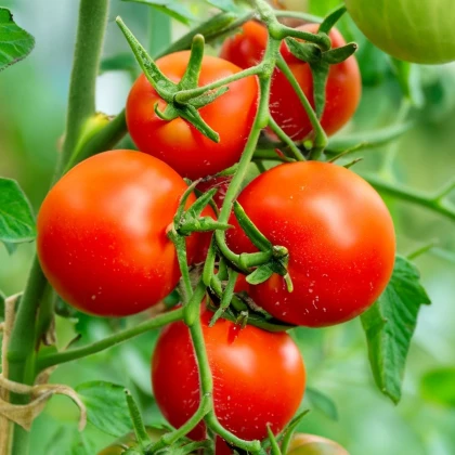 Paradajka Tornado F1 - Solanum lycopersicum - Semená rajčiaka - 20 ks