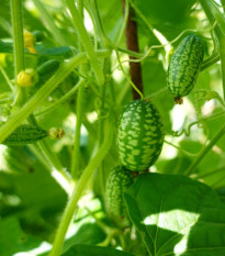 Mexická miniuhorka - Melothria scabra - semiačka cucamelona - 5 ks
