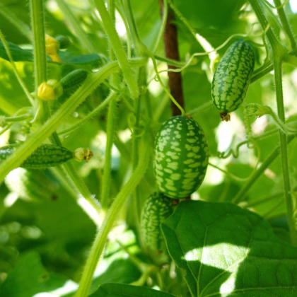 Mexická miniuhorka - Melothria scabra - semiačka cucamelona - 5 ks
