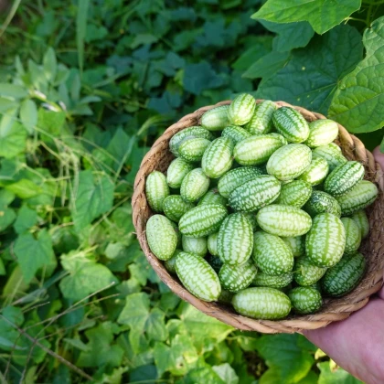 Mexická miniuhorka - Melothria scabra - semiačka cucamelona - 5 ks