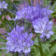 Facélia vratičolistá - Phacelia tanacetifolia - pre včely - 50 ks