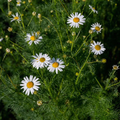 Harmanček pravý - Matricaria recutita - semiačka - 600 ks