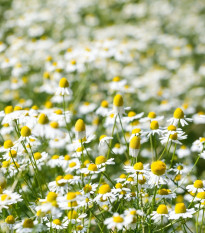 Harmanček pravý - Matricaria recutita - semiačka - 600 ks