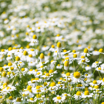 Harmanček pravý - Matricaria recutita - semiačka - 600 ks