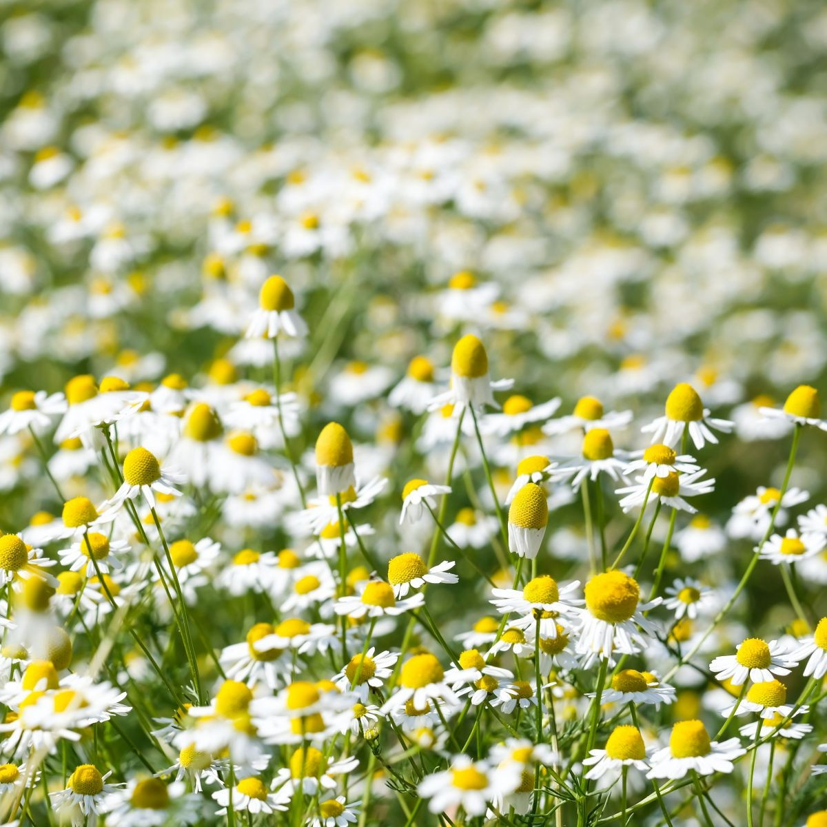 Harmanček pravý - Matricaria recutita - semiačka - 600 ks