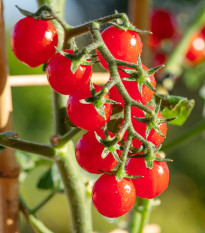 Paradajka Gourmelito F1 - Solanum lycopersicum - predaj semien - 6 ks