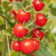 Paradajka Gourmelito F1 - Solanum lycopersicum - predaj semien - 6 ks