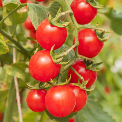 Paradajka Gourmelito F1 - Solanum lycopersicum - predaj semien - 6 ks