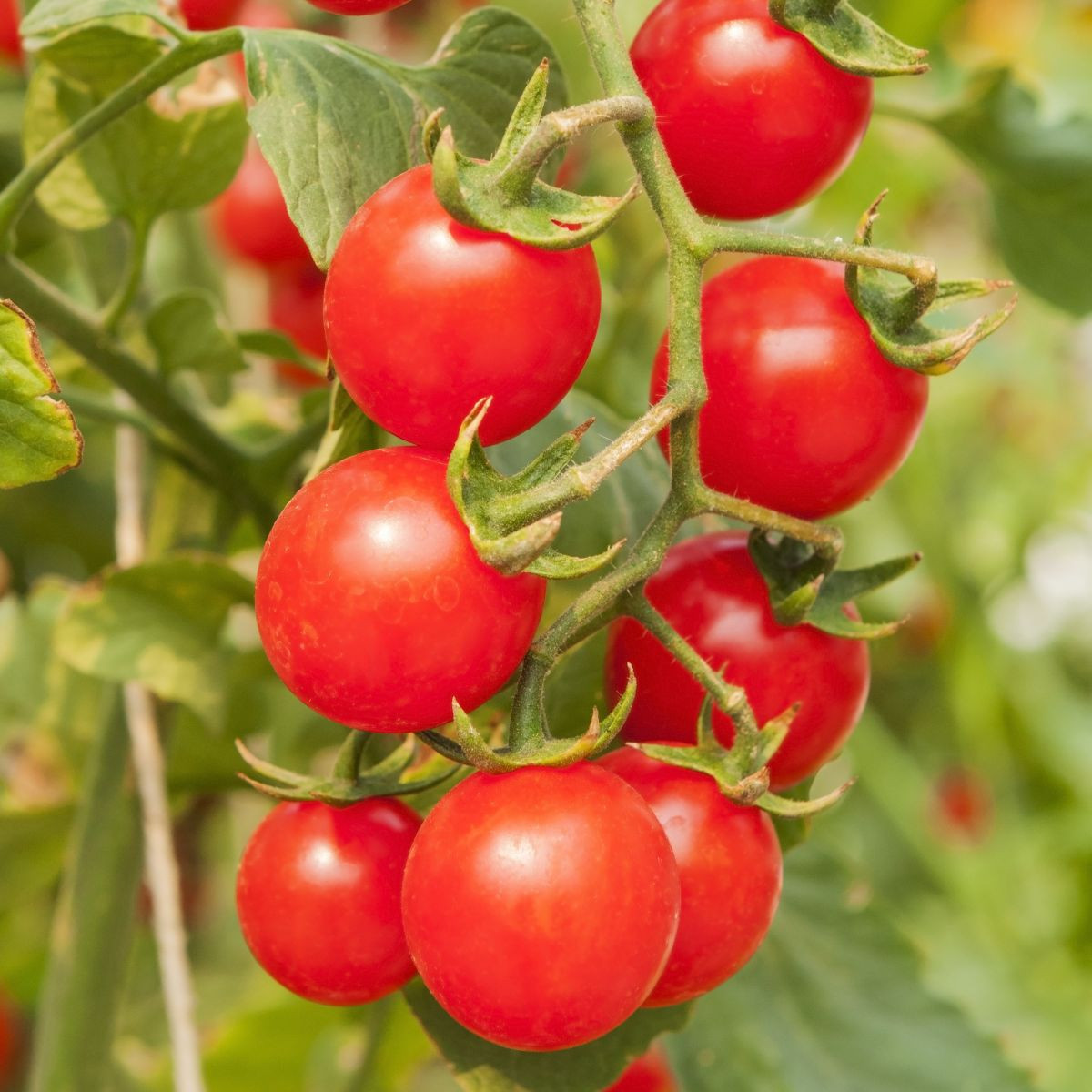 Paradajka Gourmelito F1 - Solanum lycopersicum - predaj semien - 6 ks