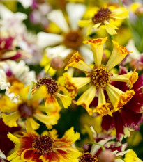 Krásnoočko Sea Shells Mix - Coreopsis hybrida - predaj semien - 50 ks