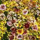 Krásnoočko Sea Shells Mix - Coreopsis hybrida - predaj semien - 50 ks