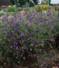 Ostrôžka Blue Cloud - Delphinium consolida - predaj semien - 50 ks