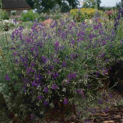 Ostrôžka Blue Cloud - Delphinium consolida - predaj semien - 50 ks