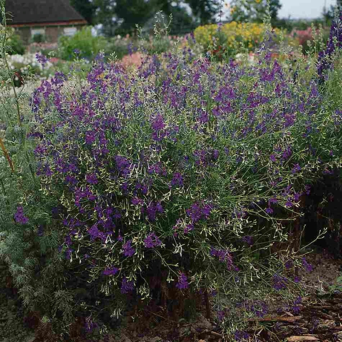Ostrôžka Blue Cloud - Delphinium consolida - predaj semien - 50 ks