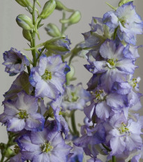 Ostrôžka Fancy Purple Picotee - Delphinium consolida - predaj semien - 50 ks