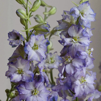 Ostrôžka Fancy Purple Picotee - Delphinium consolida - predaj semien - 50 ks