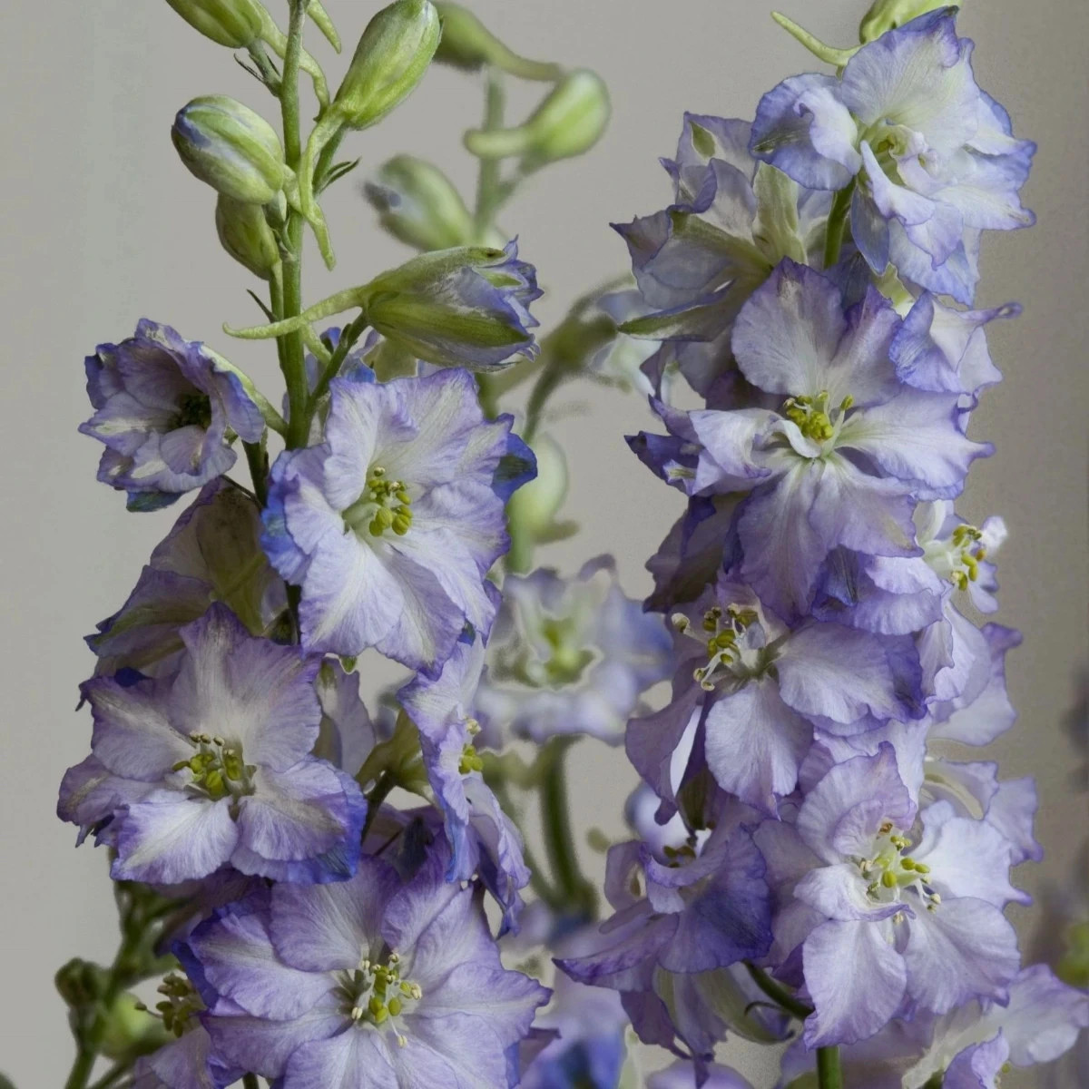 Ostrôžka Fancy Purple Picotee - Delphinium consolida - predaj semien - 50 ks