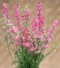 Ostrôžka King Size Scarlet - Delphinium consolida - predaj semien - 50 ks