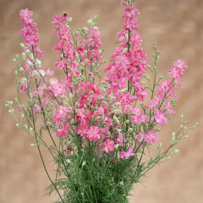 Ostrôžka King Size Scarlet - Delphinium consolida - predaj semien - 50 ks