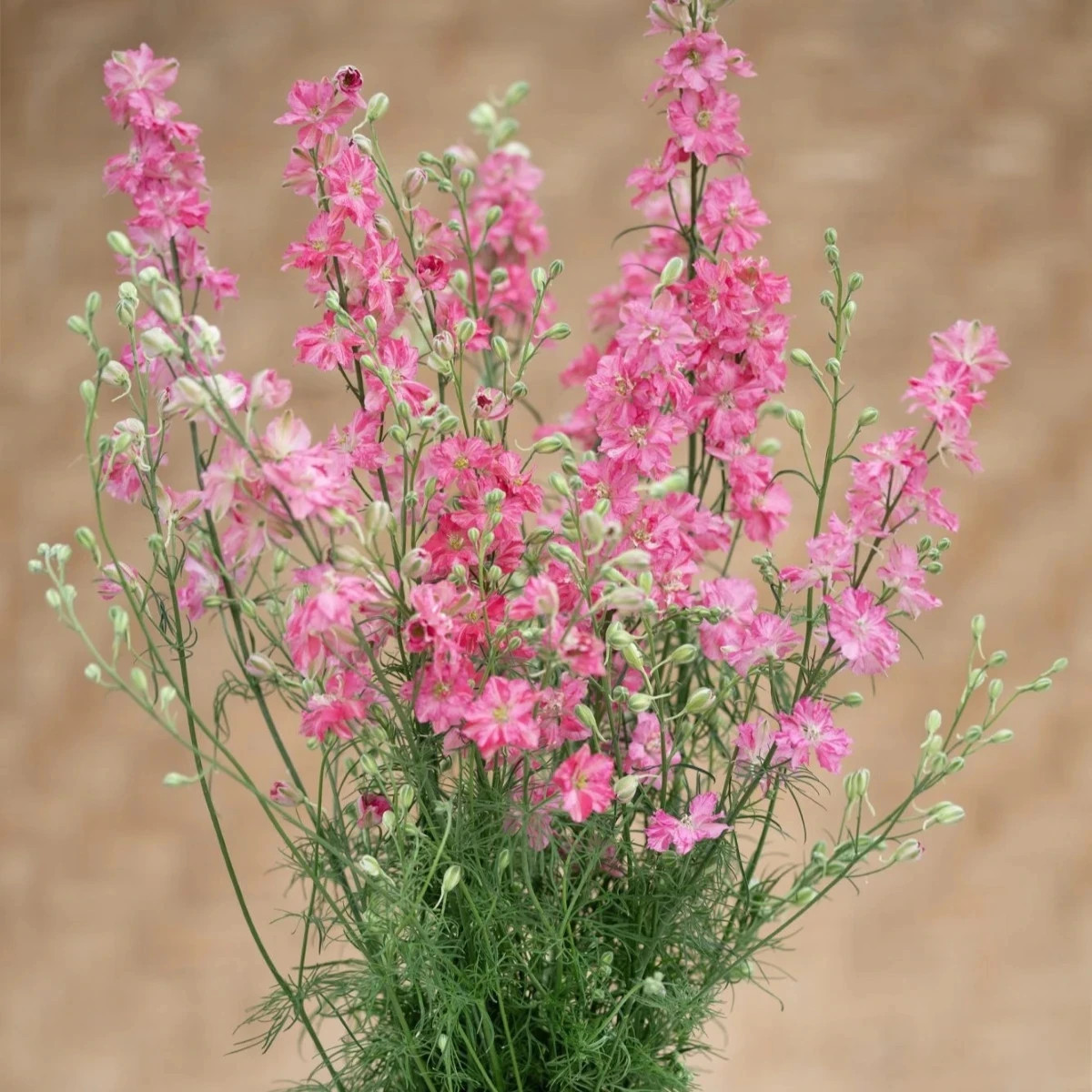 Ostrôžka King Size Scarlet - Delphinium consolida - predaj semien - 50 ks