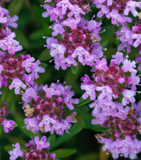 Materina dúška - Thymus serpyllum - semiačka - 500 ks