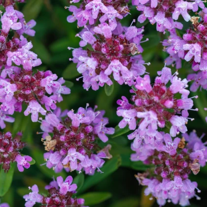Materina dúška - Thymus serpyllum - semiačka - 500 ks