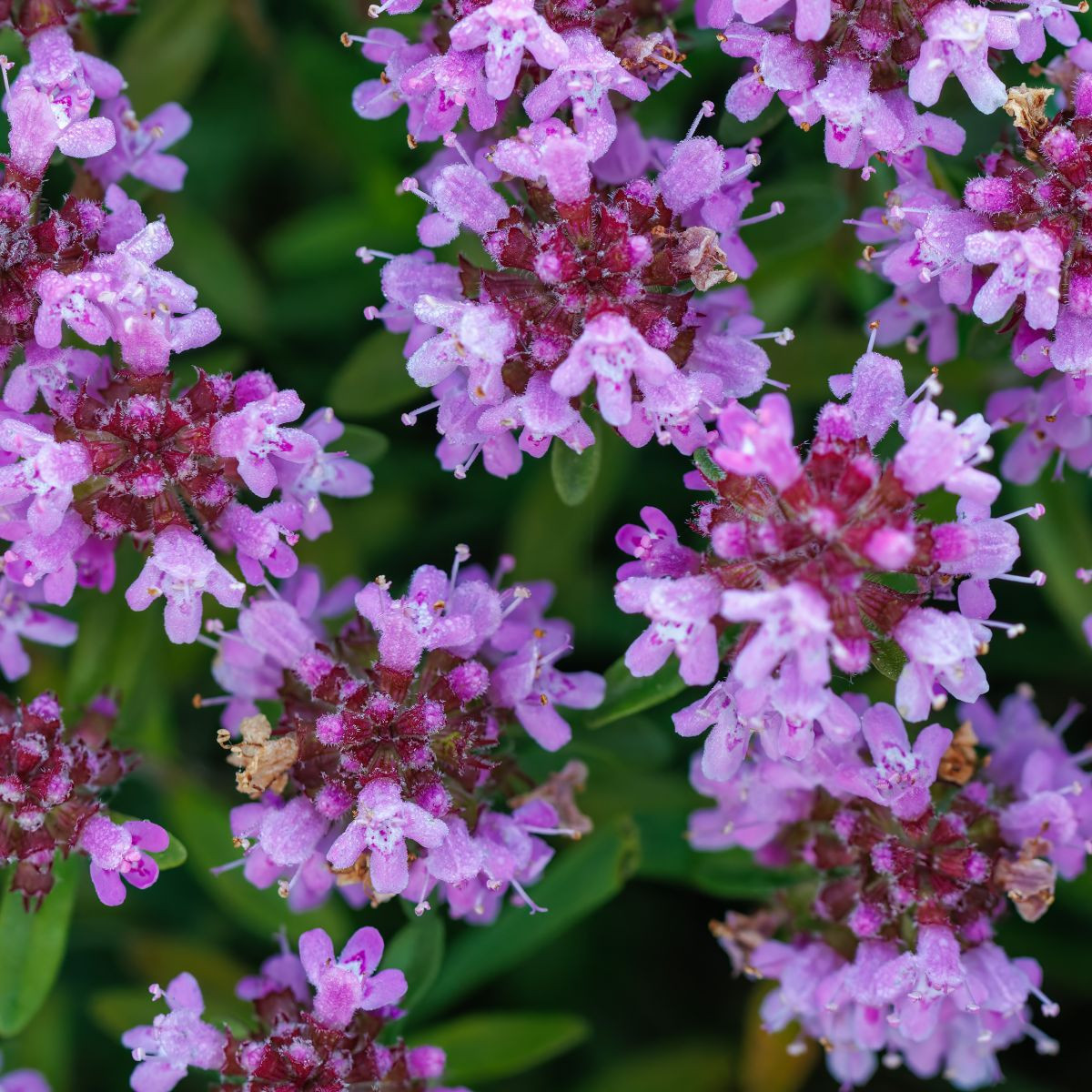 Materina dúška - Thymus serpyllum - semiačka - 500 ks