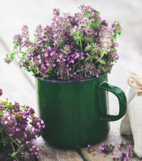 Materina dúška - Thymus serpyllum - semiačka - 500 ks