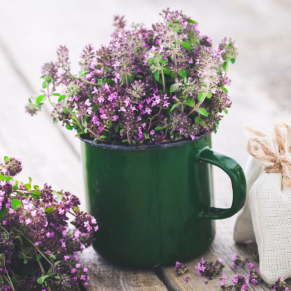 Materina dúška - Thymus serpyllum - semiačka - 500 ks