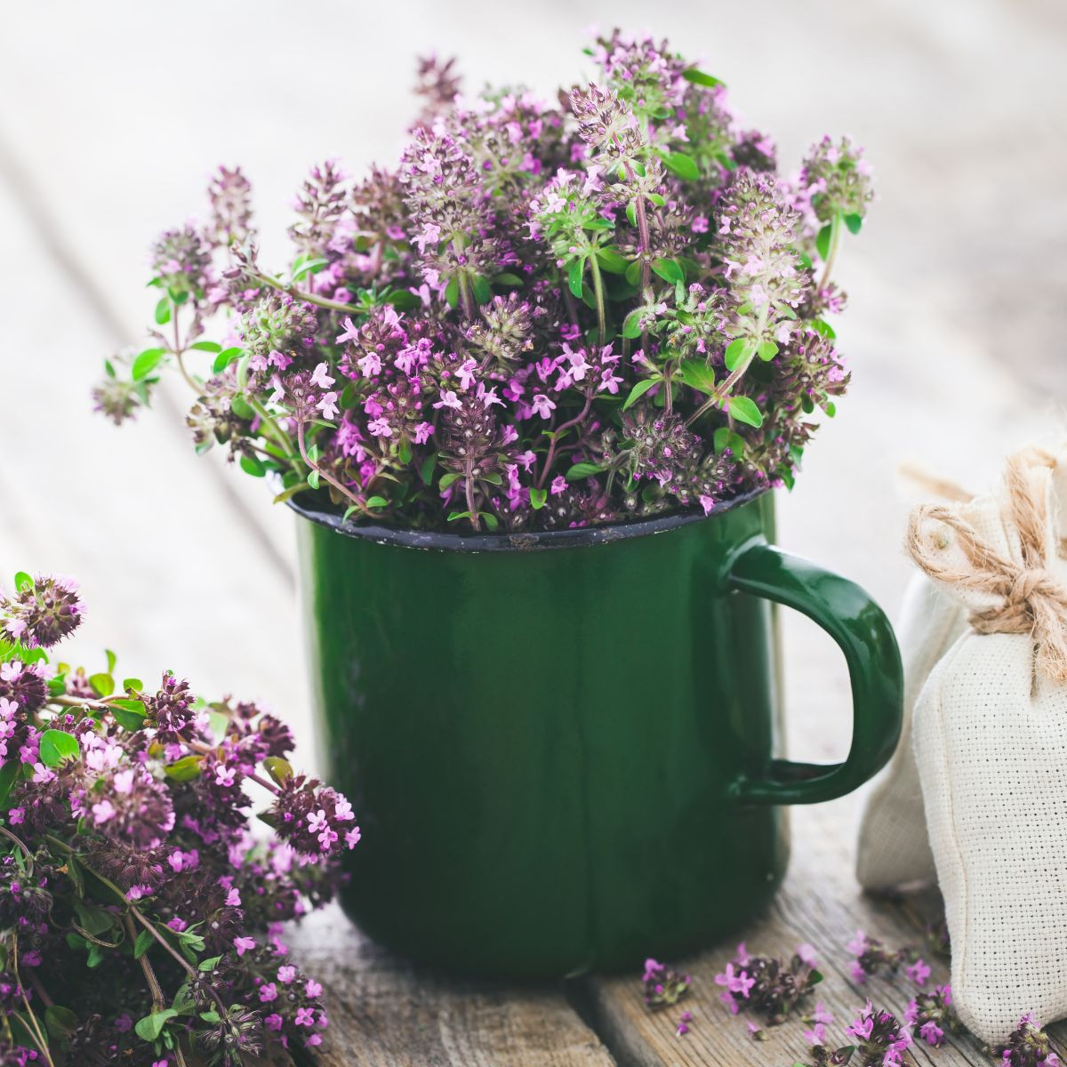 Materina dúška - Thymus serpyllum - semiačka - 500 ks