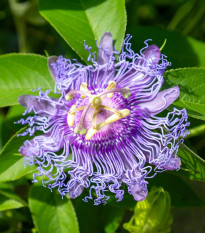 Mučenka pleťová – Passiflora incarnata – predaj semien mučenky