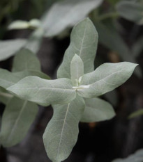 Eukalyptus globulus Styx - Blahovičník - Eucalyptus globulus - predaj semien - 6 ks