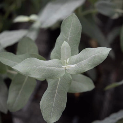 Eukalyptus globulus Styx - Blahovičník - Eucalyptus globulus - predaj semien - 6 ks